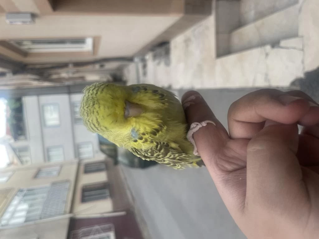Full Evcil Muhabbet Kuşu Show Jumbo Erkek