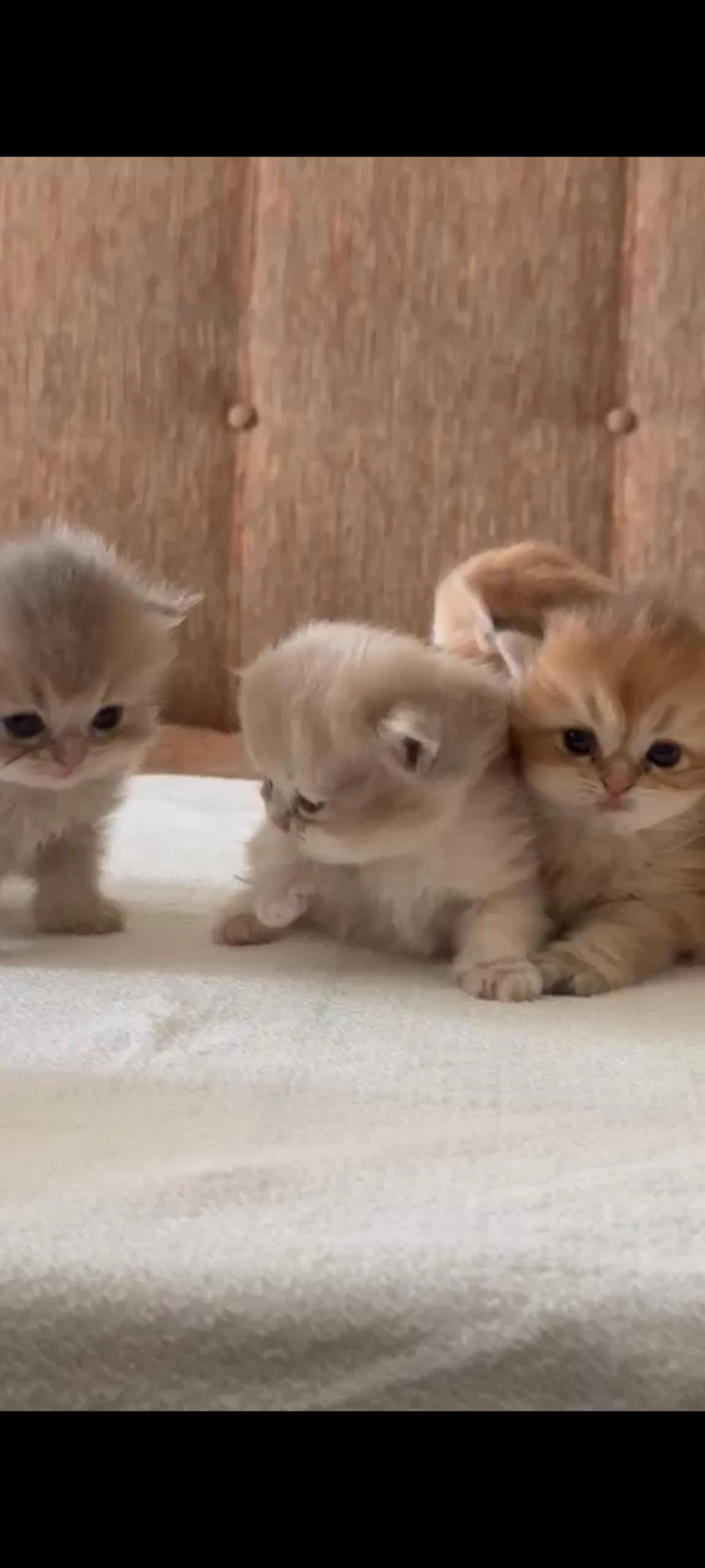 Sağlık Ve İrk Garantili British Shorthair