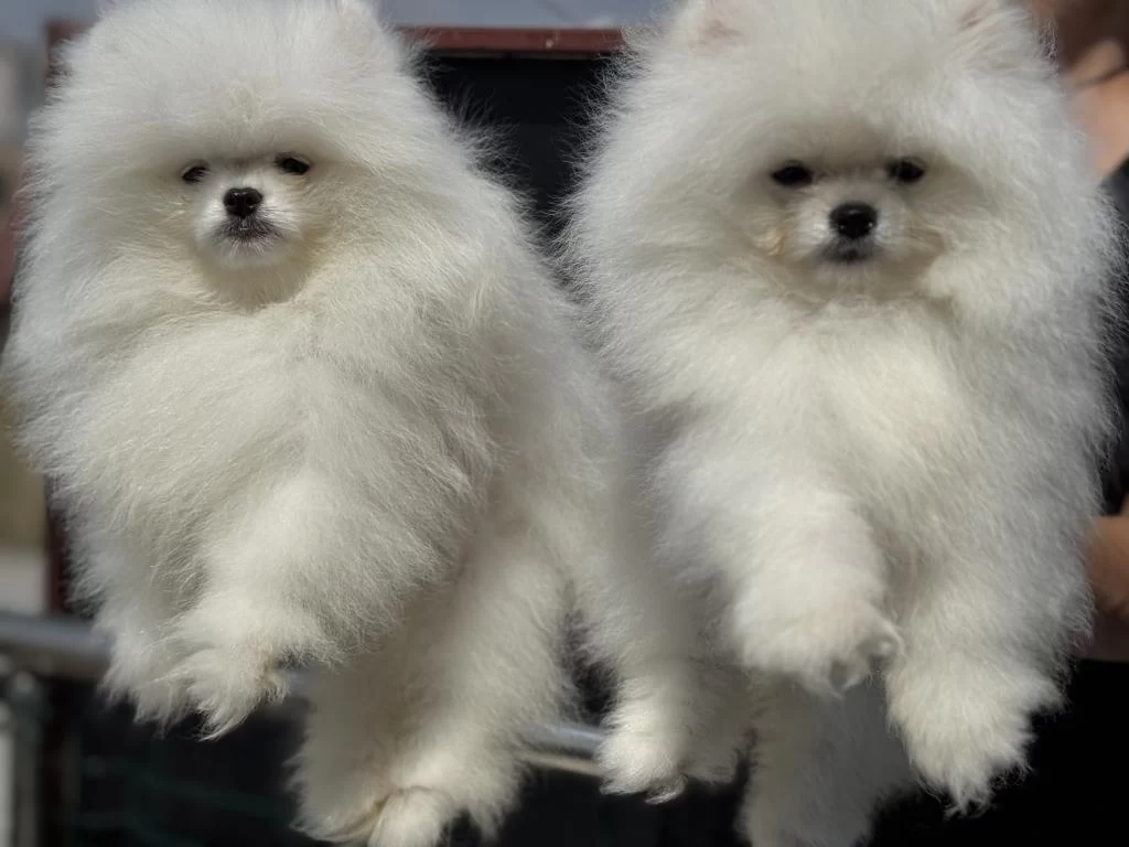 Petmode Köpek Çiftliğinden Teddy Pomeranian