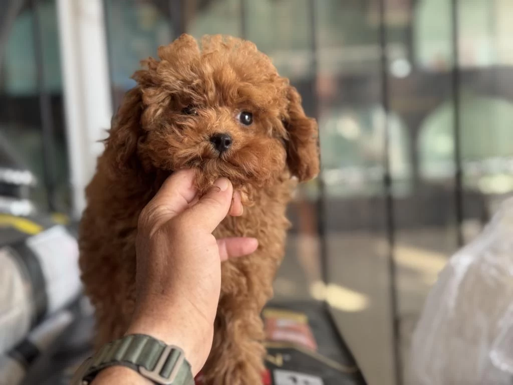Petmode Köpek Çiftliğinden Tea Cup Kore Poodle