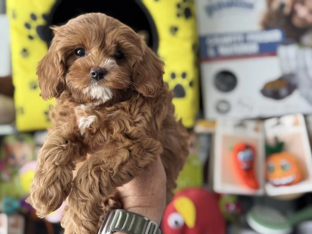 Petmode Köpek Çiftliğinden Kore Maltipoo