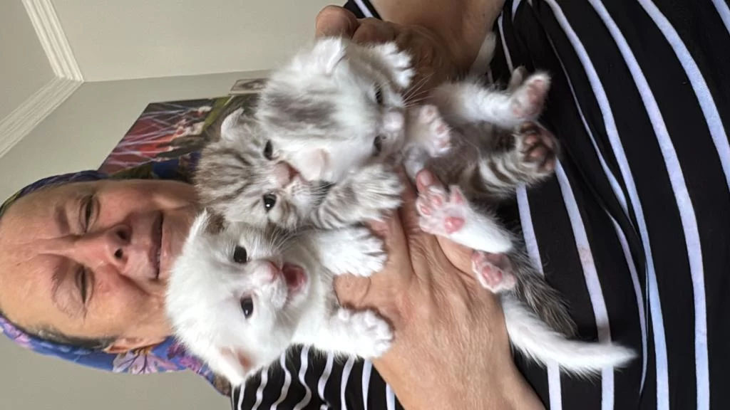 Çanakkale Merkezde Scottish Fold