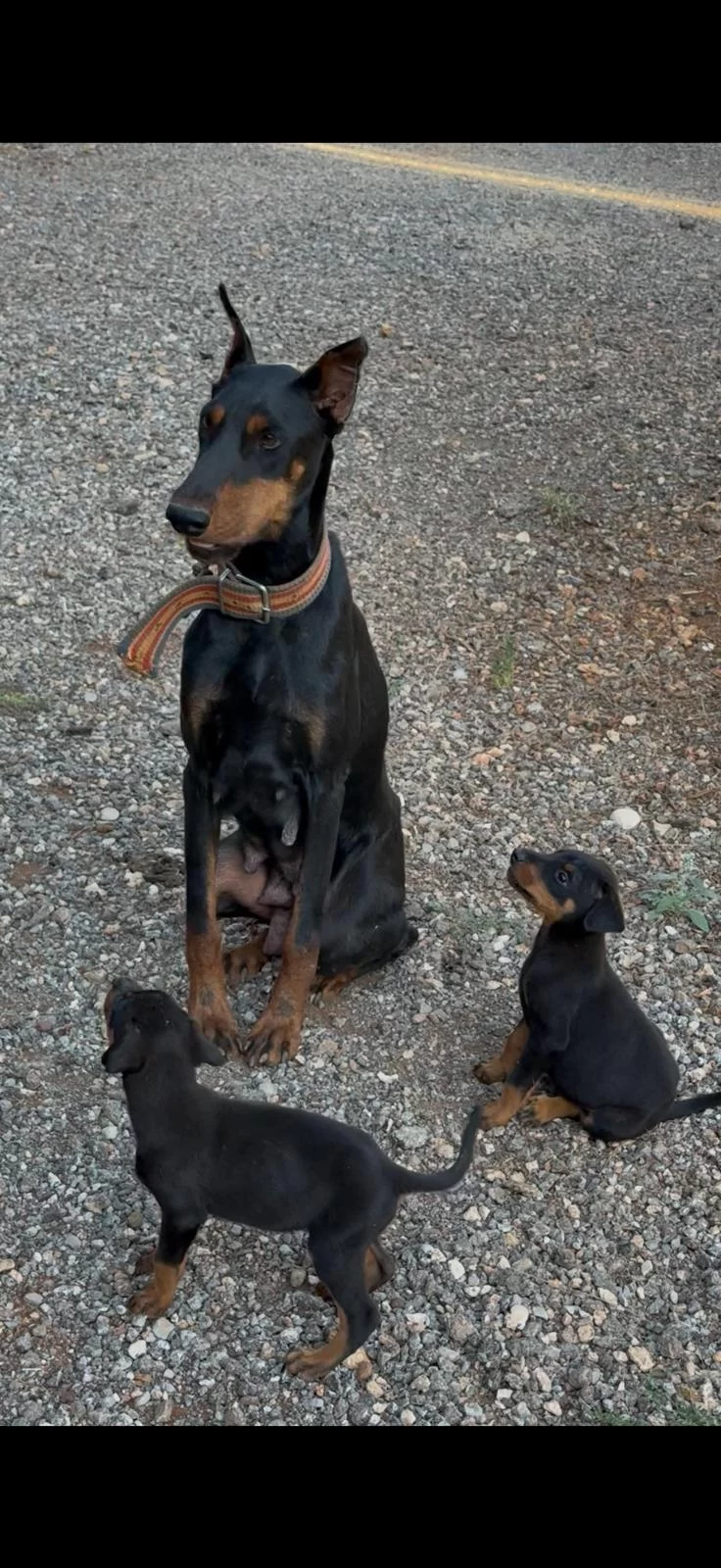 Sağlık Ve İrk Garantili Doberman Yavrularımız