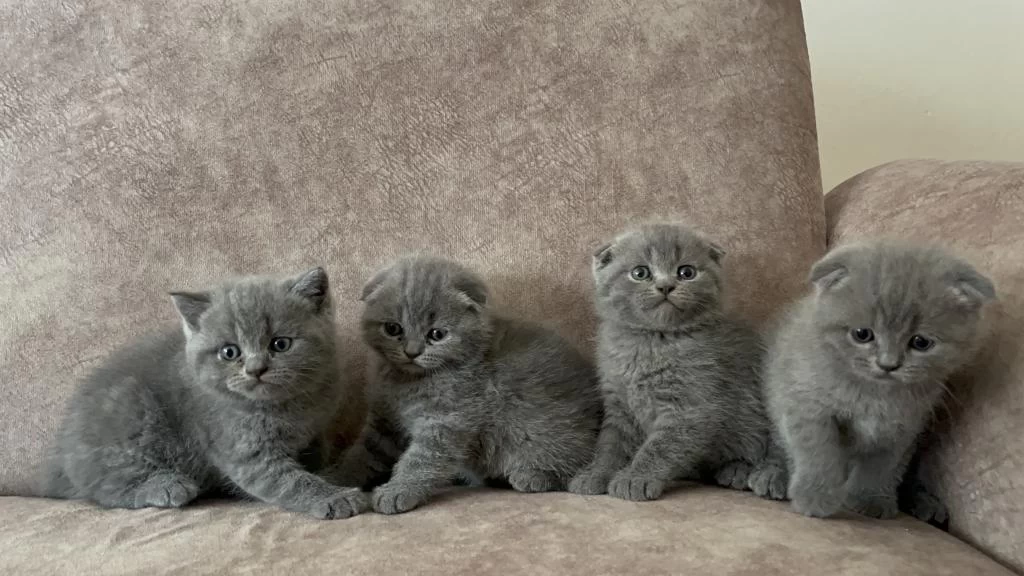 Oyuncu Scottish Fold Yavrular
