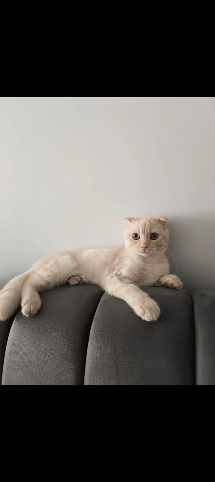 Scottish Fold Kedimizi Sahiplendiriyoruz