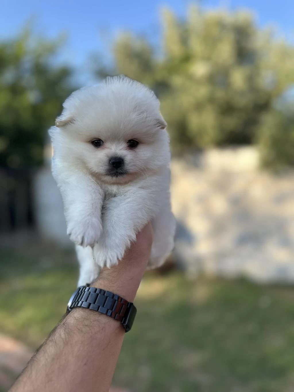 Pomeranian Yavrularımız