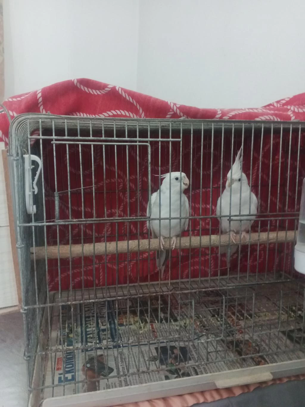 Sağlıklı Sultan Papağanımız