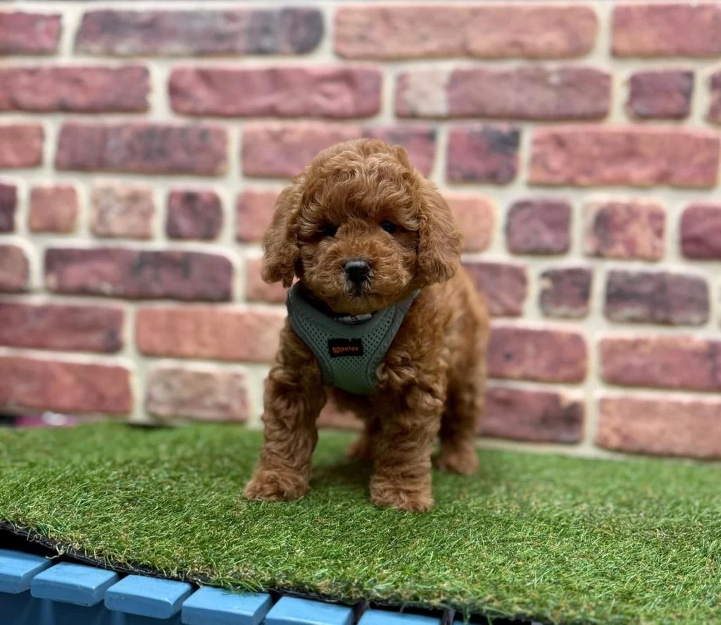 Safkan Toy Poodle Yavrularımız