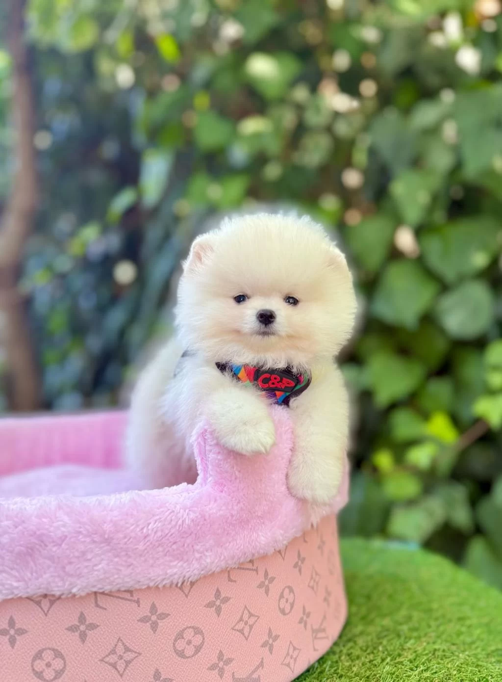 Safkan Pomeranian Boo Yavrularımız