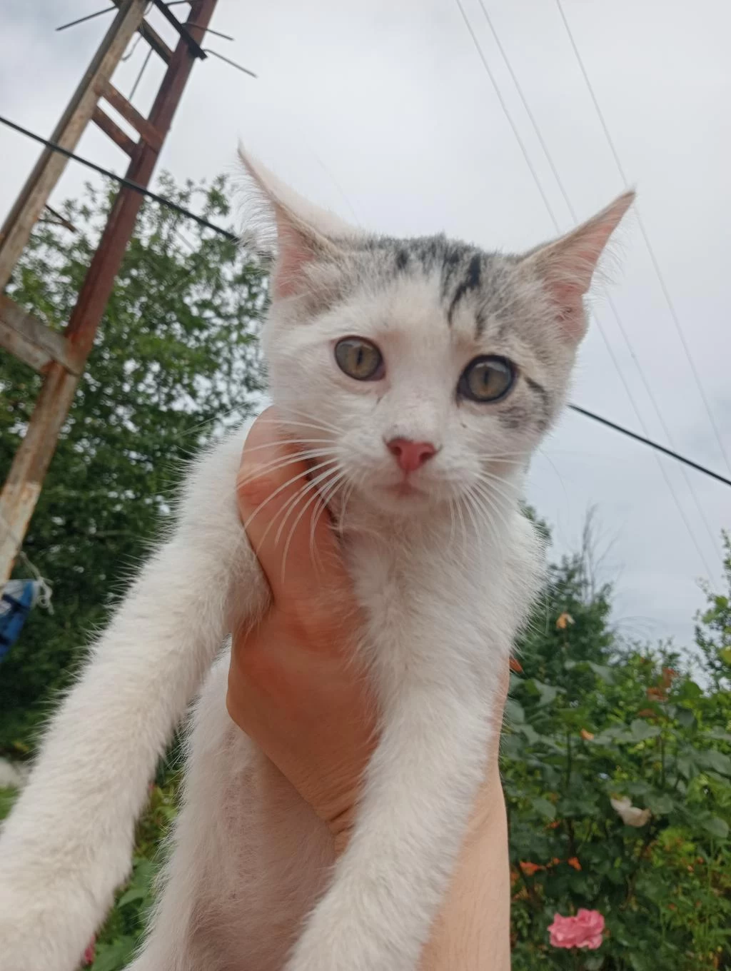 Kedimiz Bulut Oğlumuza Yuva Ariyoruz