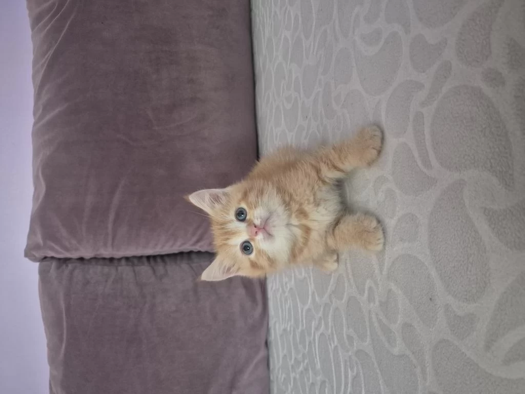 Ücretsiz Sahiplen British Shorthair Erkek