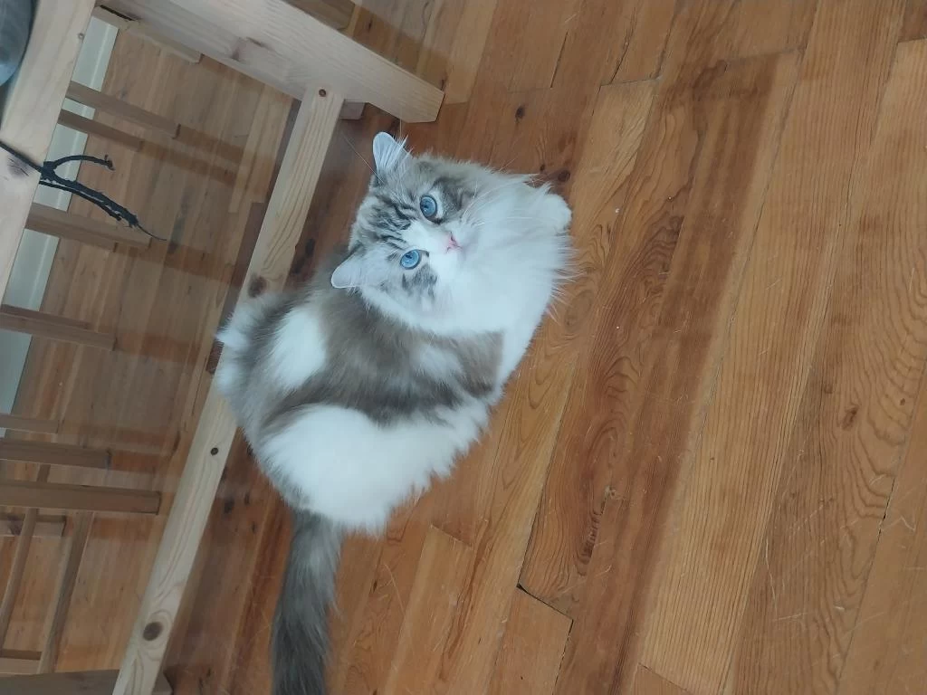 Ragdoll Erkek 4 Yaşında Kısır Şecereli