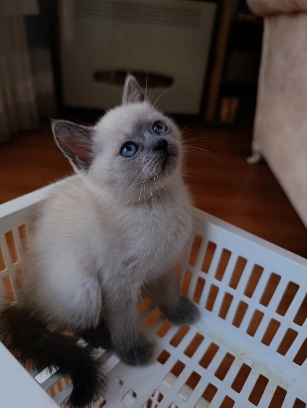 British Shorthair Yavrularımız