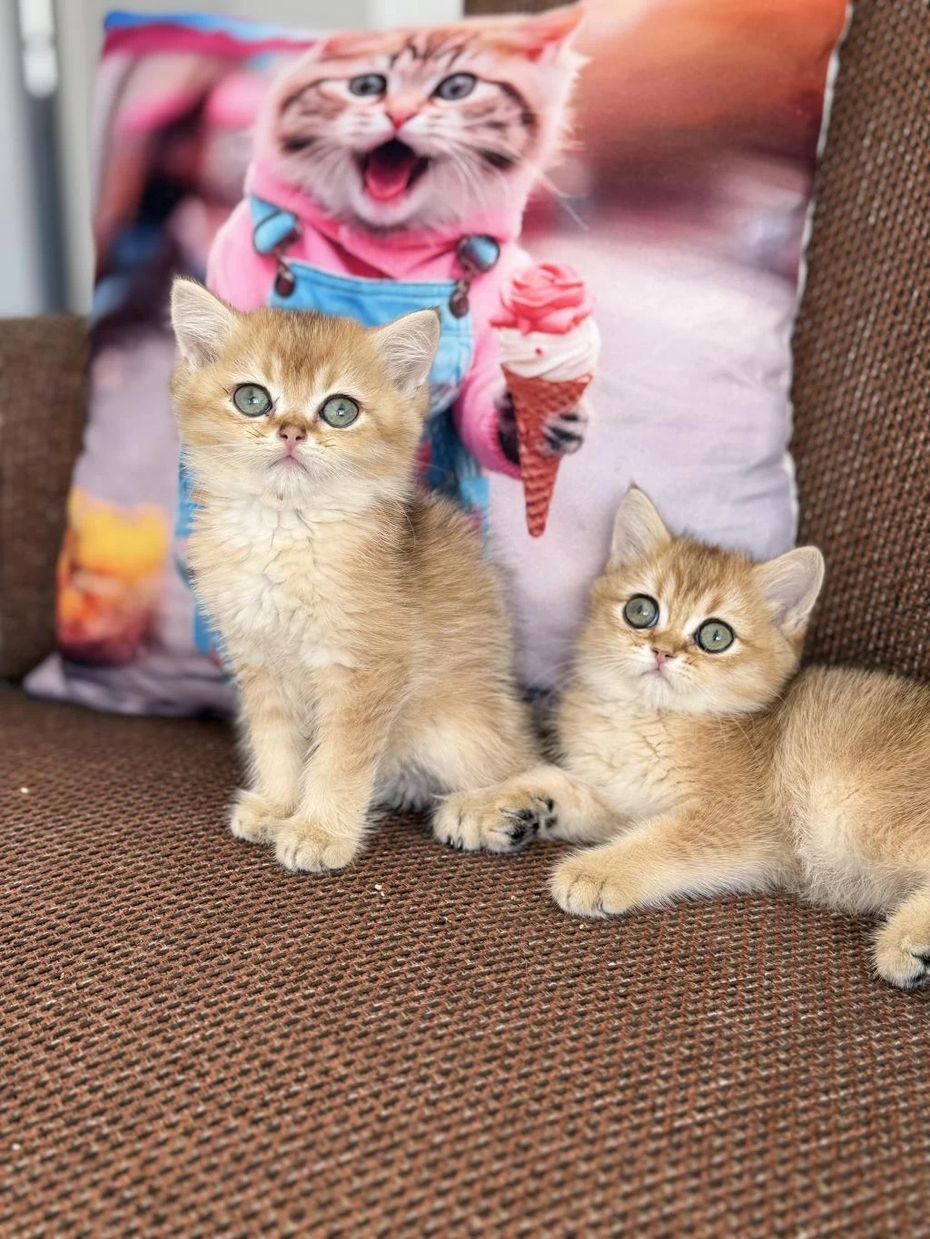 Efsane Güzellikte British Shorthair Bebekler