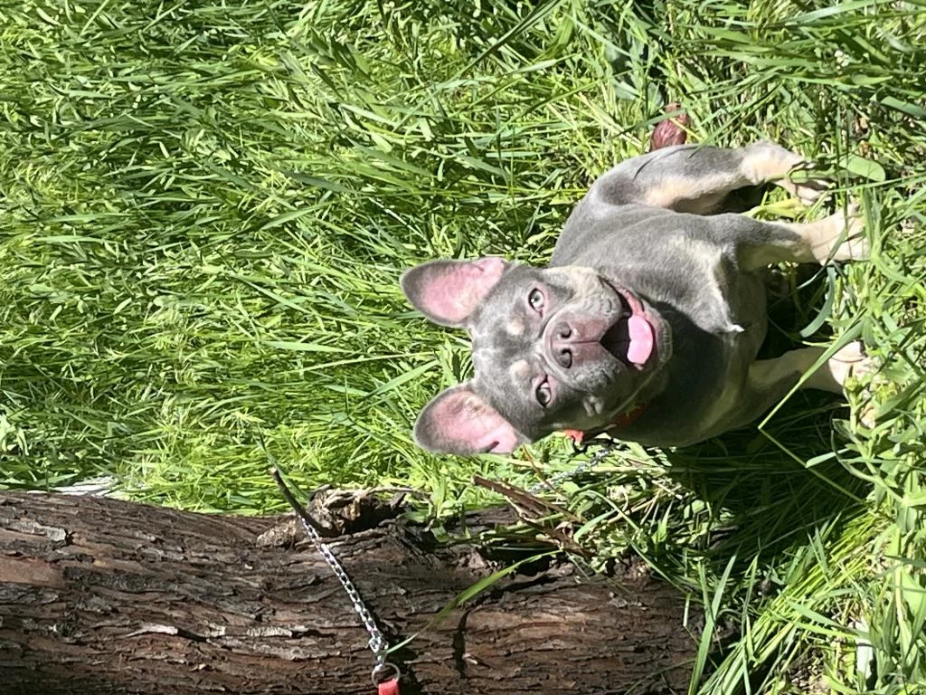 Kral French Bulldog Oğlum Satiliktir