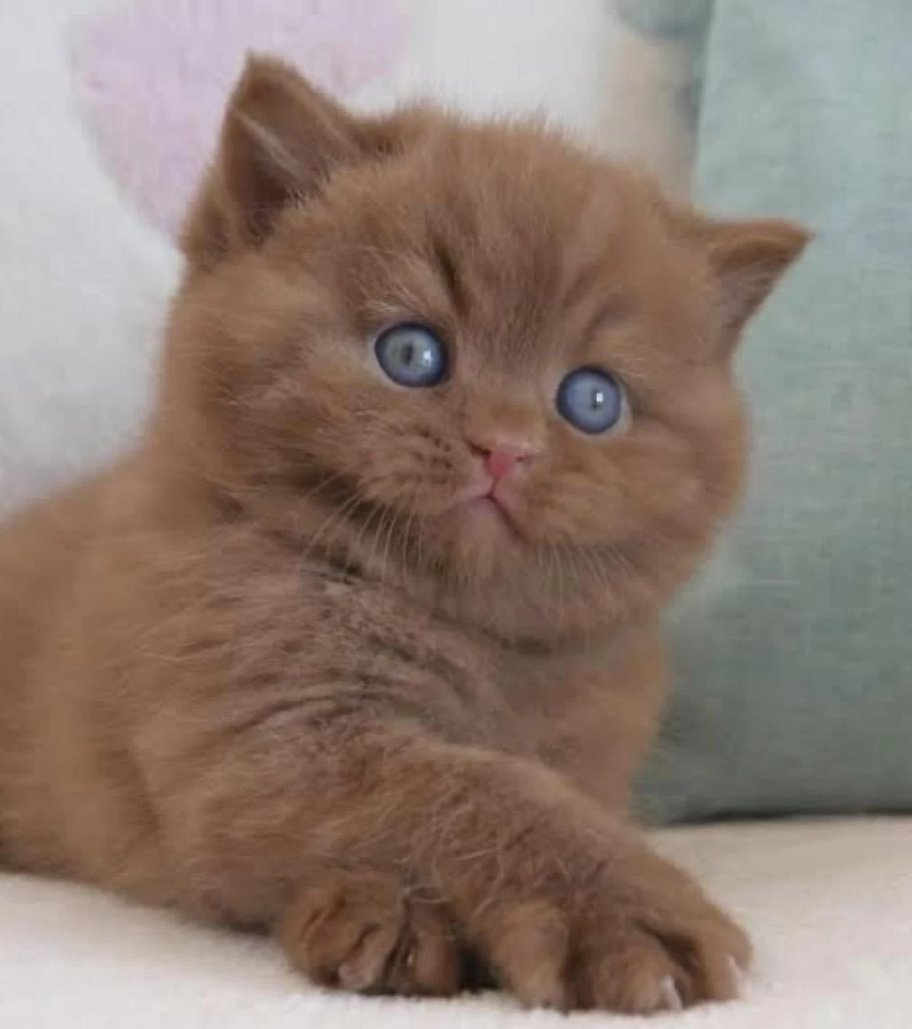 Cinnamon Safkan British Shorthair