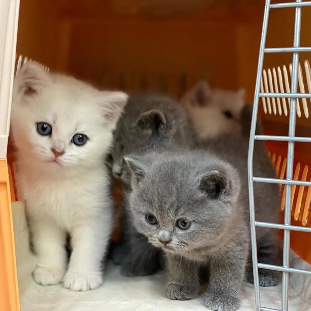 British Shorthair Yavrulari