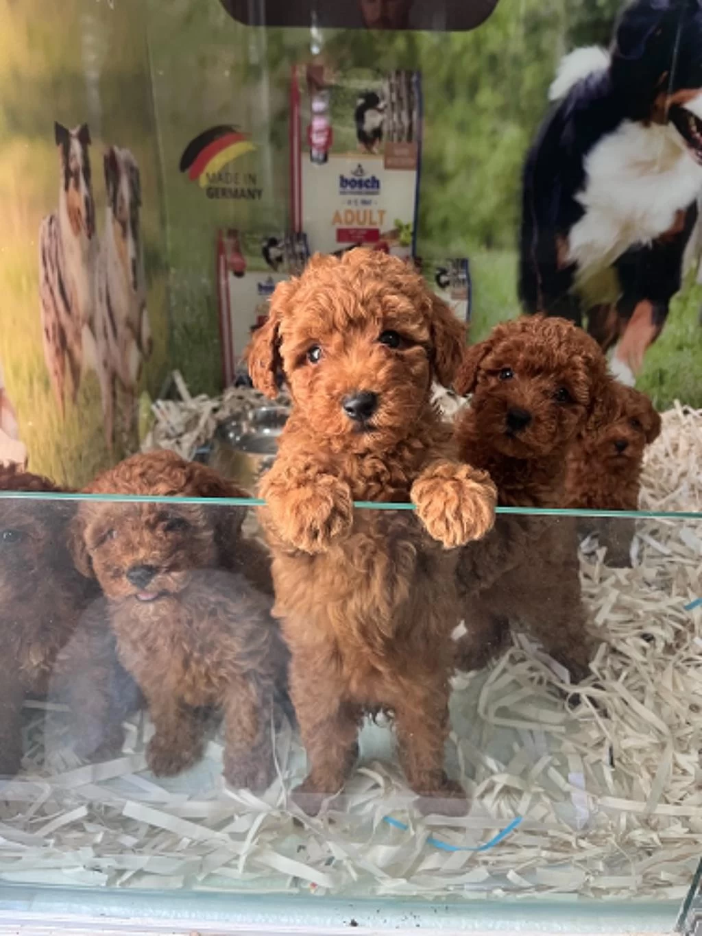 Çook Özel Piril Piril Saf Kan Kore Kan Poodle Yavrular