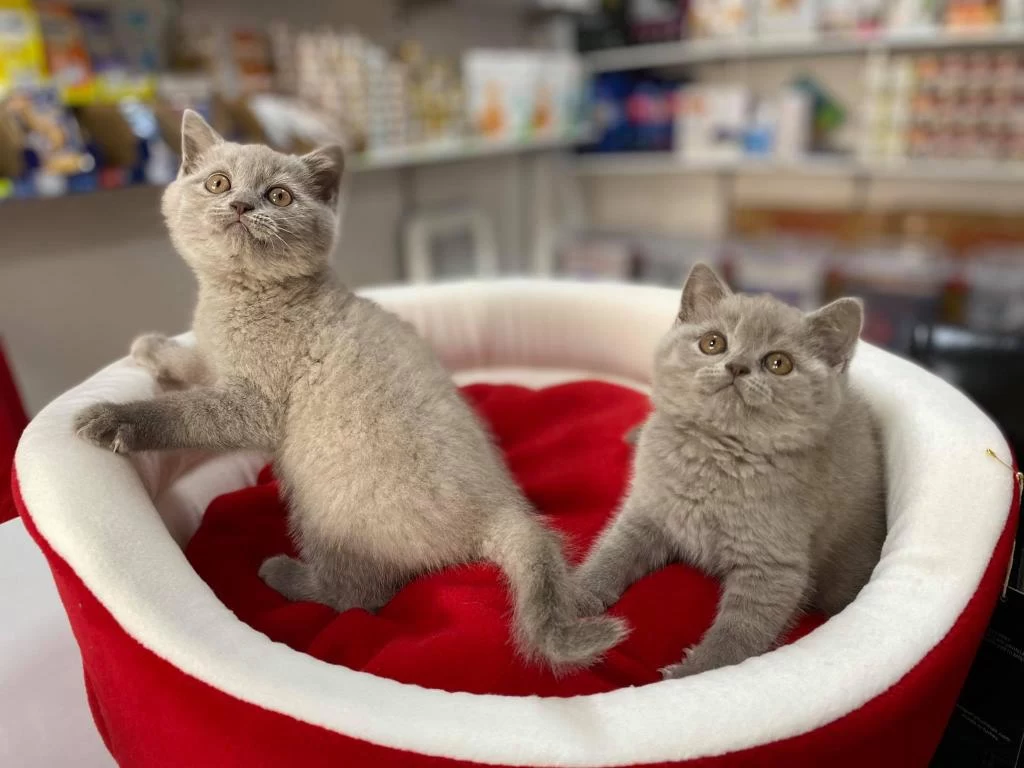 Muhteşeml Lilak British Shorthair Yavrular