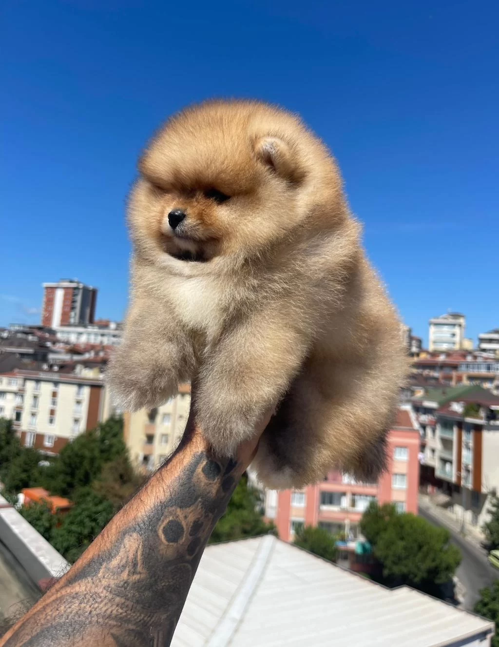 Ayı Surat Pomeranian Yavrular Korekan