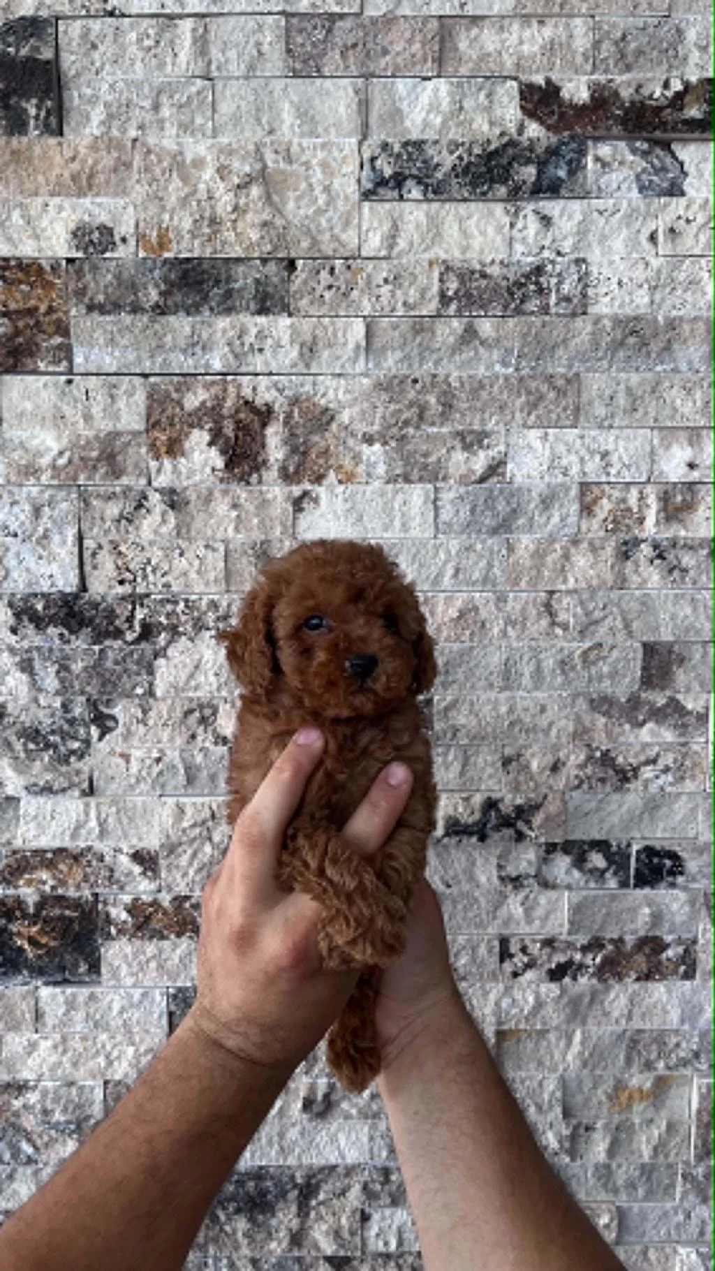 Mikrochipli Red Brown Orjinal Kore Kan Poodle Yavrular