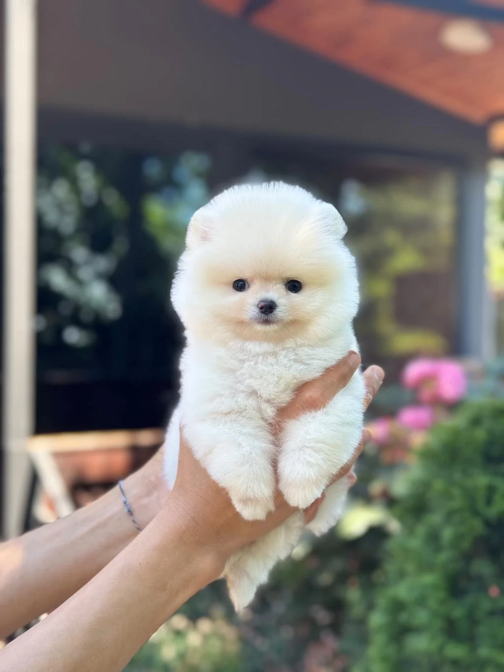 Sağlıklı Pomeranian Boo