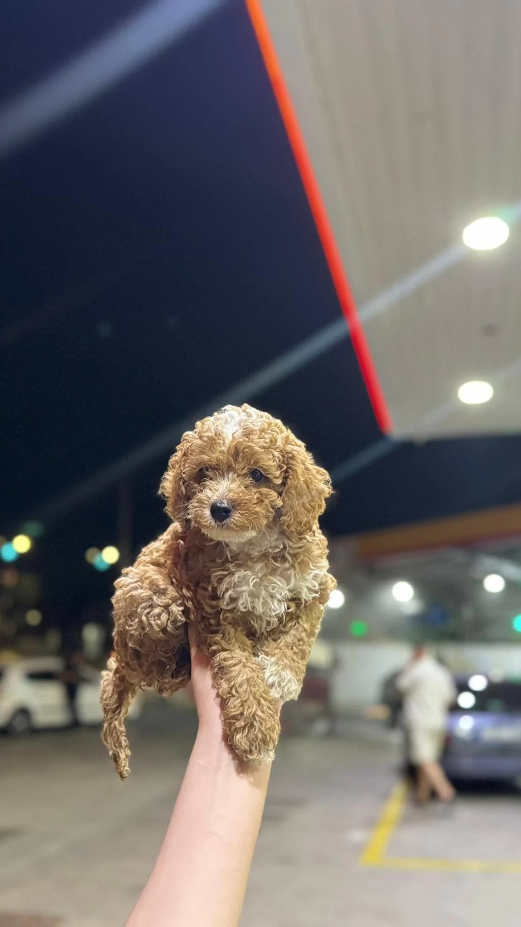 Toypoodle Dişi Erkek Bebekler