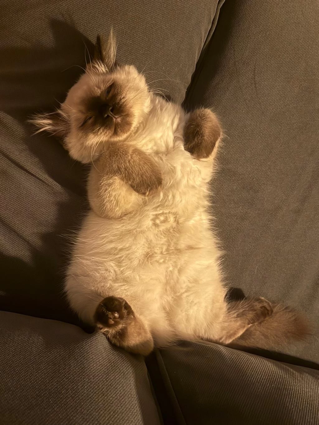 British Longhair Blue Point 3 Aylık Erkek