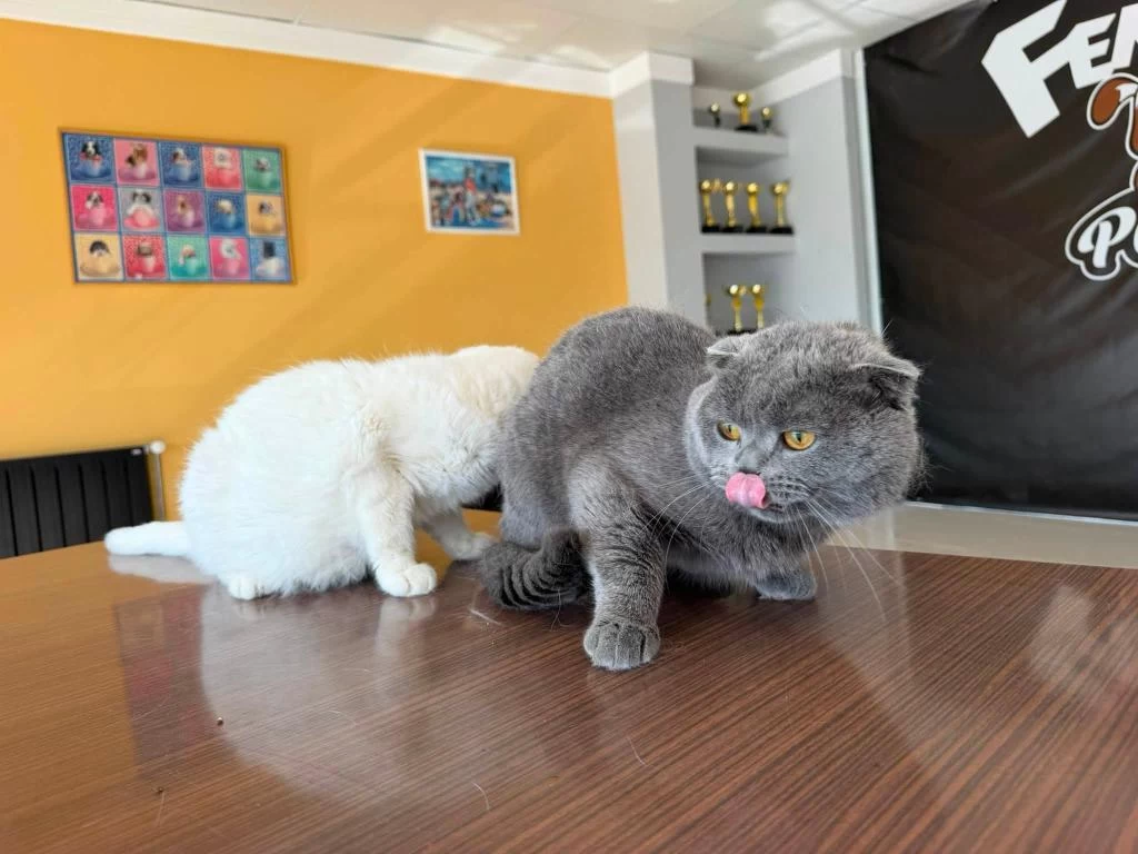 6 Aylik Scottish Fold Yavrulari Ücretsiz
