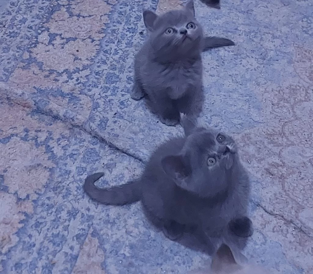 1 Dişi Ve 1 Erkek Son Kalan Kediler Hazirlar
