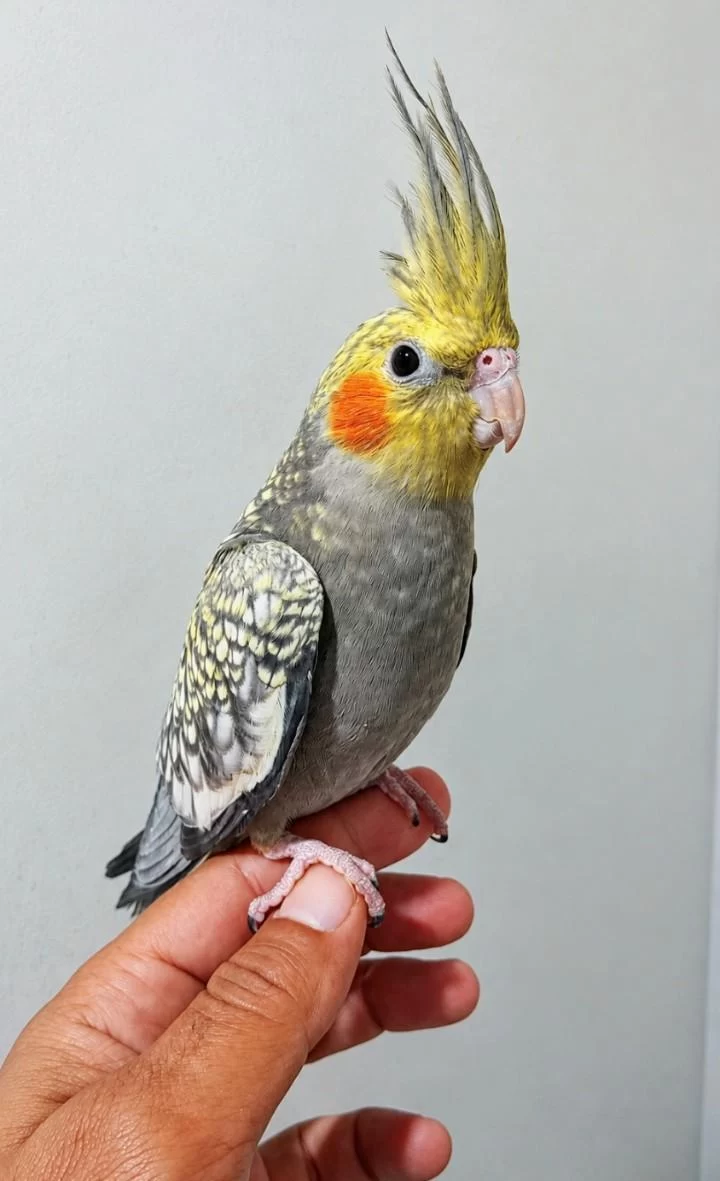 Evcil Yavru Sultan Papağani
