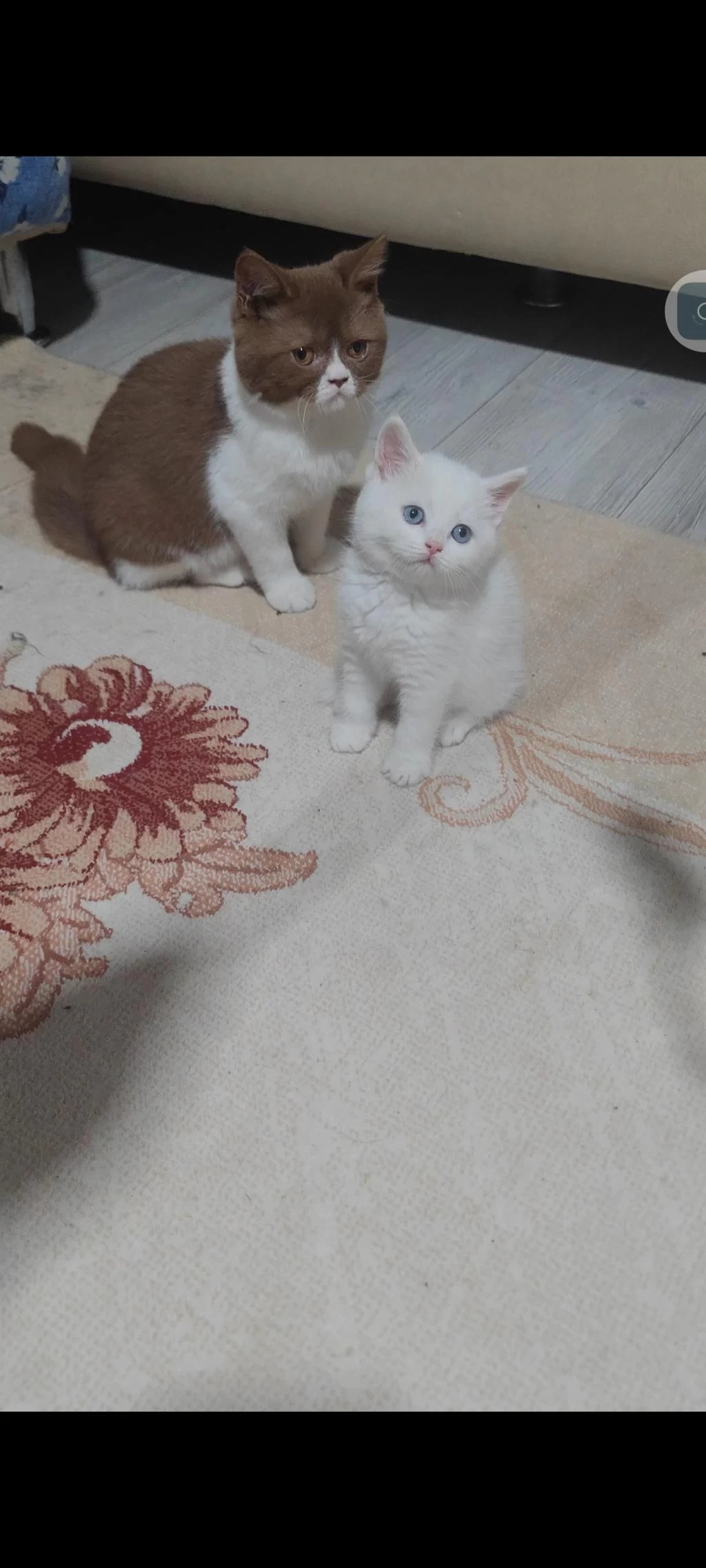 British Shorthair Beyaz