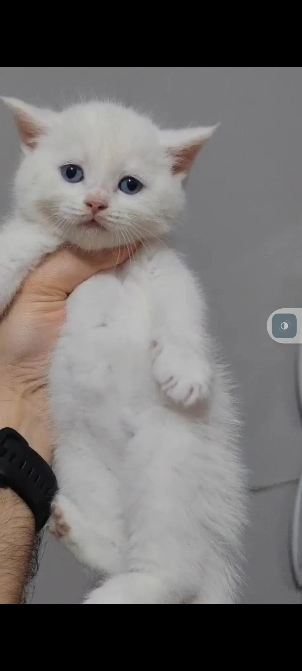 British Shorthair Kedimiz