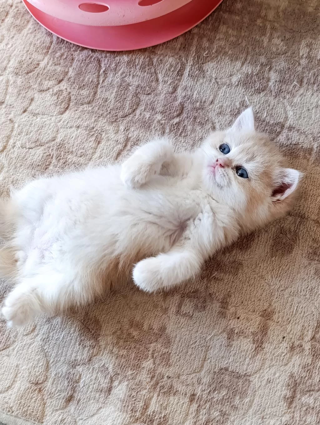 Cy 12 Dişi Yavru British Shorthair