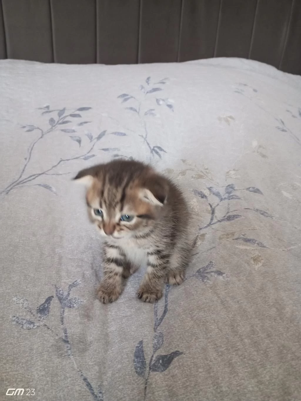 Scottish Fold Yavru 3 Aylık Erkek