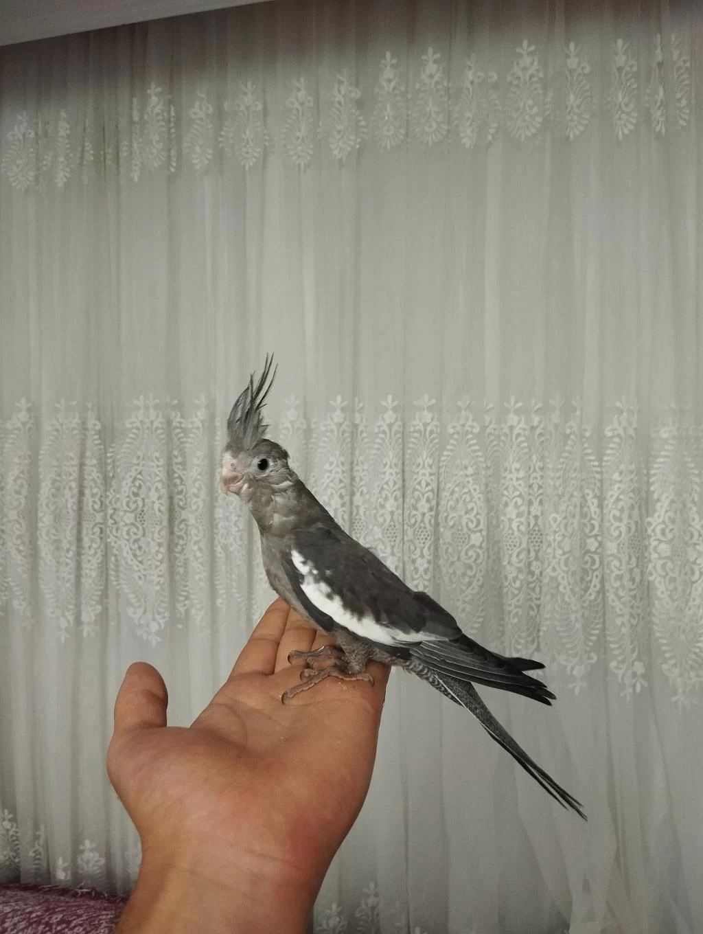 Acil Sahiplendirme Yavru Kuşlar