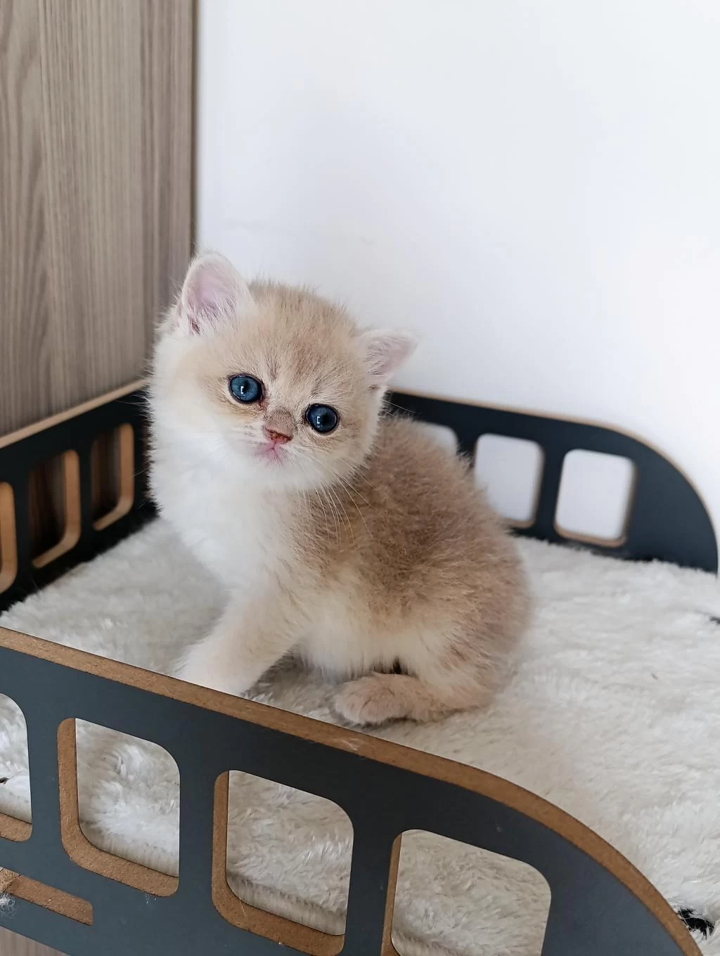 Blue Golden Erkek Yavru Kedimiz