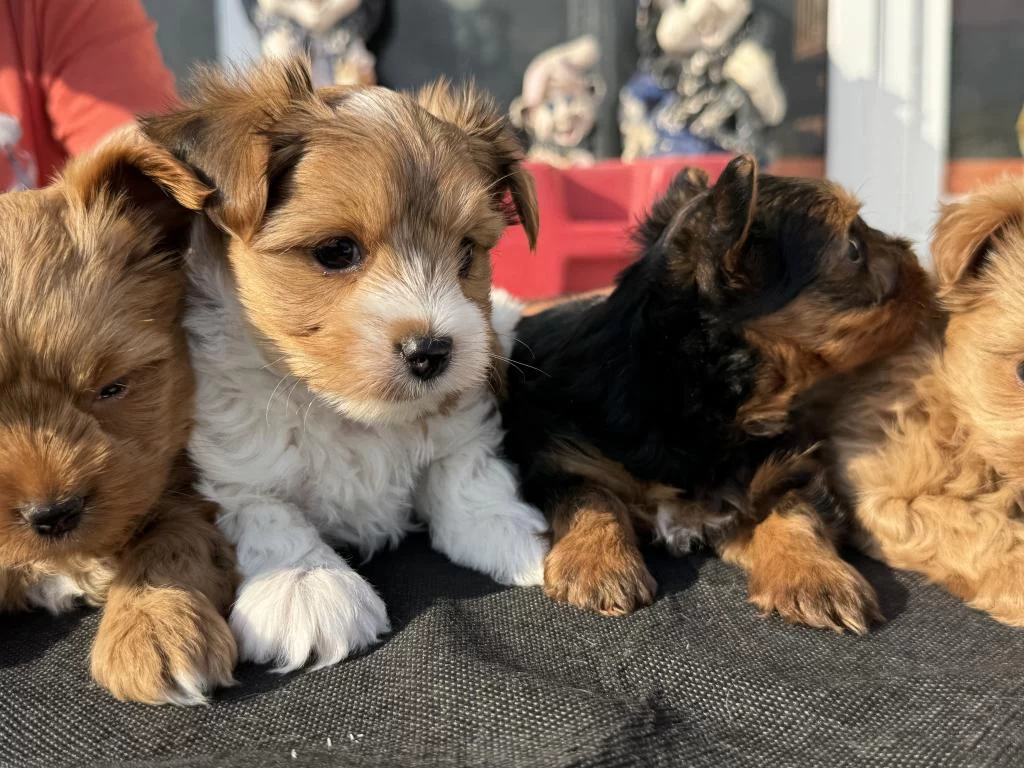Petmode Köpek Çiftliğinde Ziyarete Açık Tea Cup Morkie