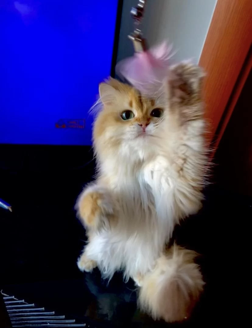 Şecereli British Longhair Golden Yetişkin Erkek