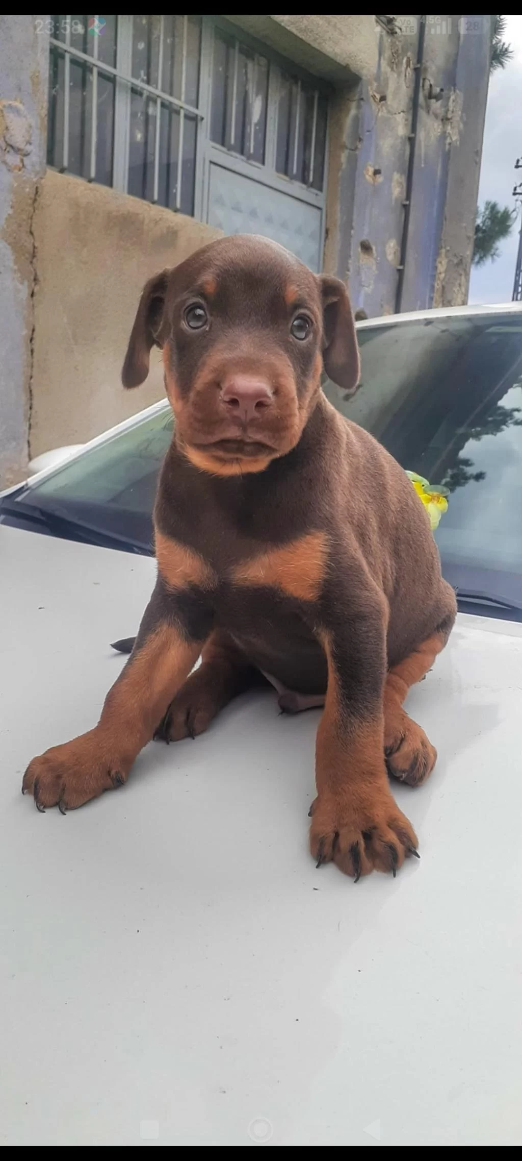 Doberman Yavrularımız