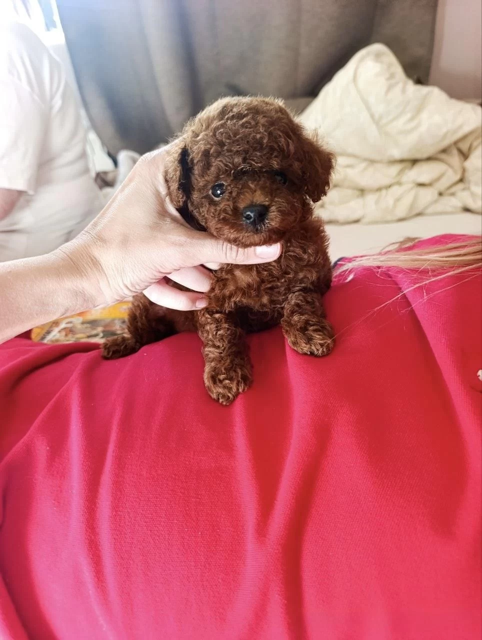 Toy Poodle Kore Bebekler