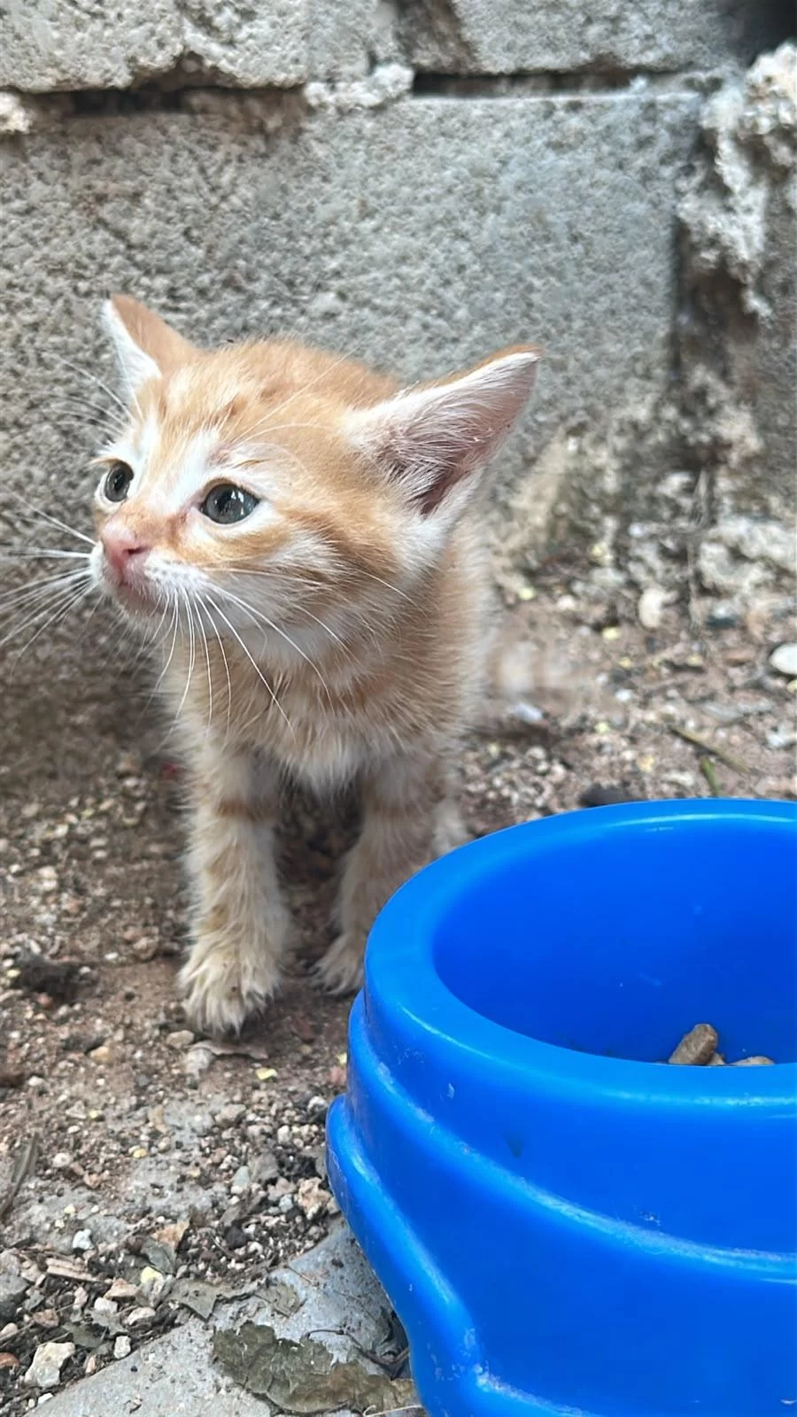 Bir Buçuk Aylik Kediye Acil Yuva