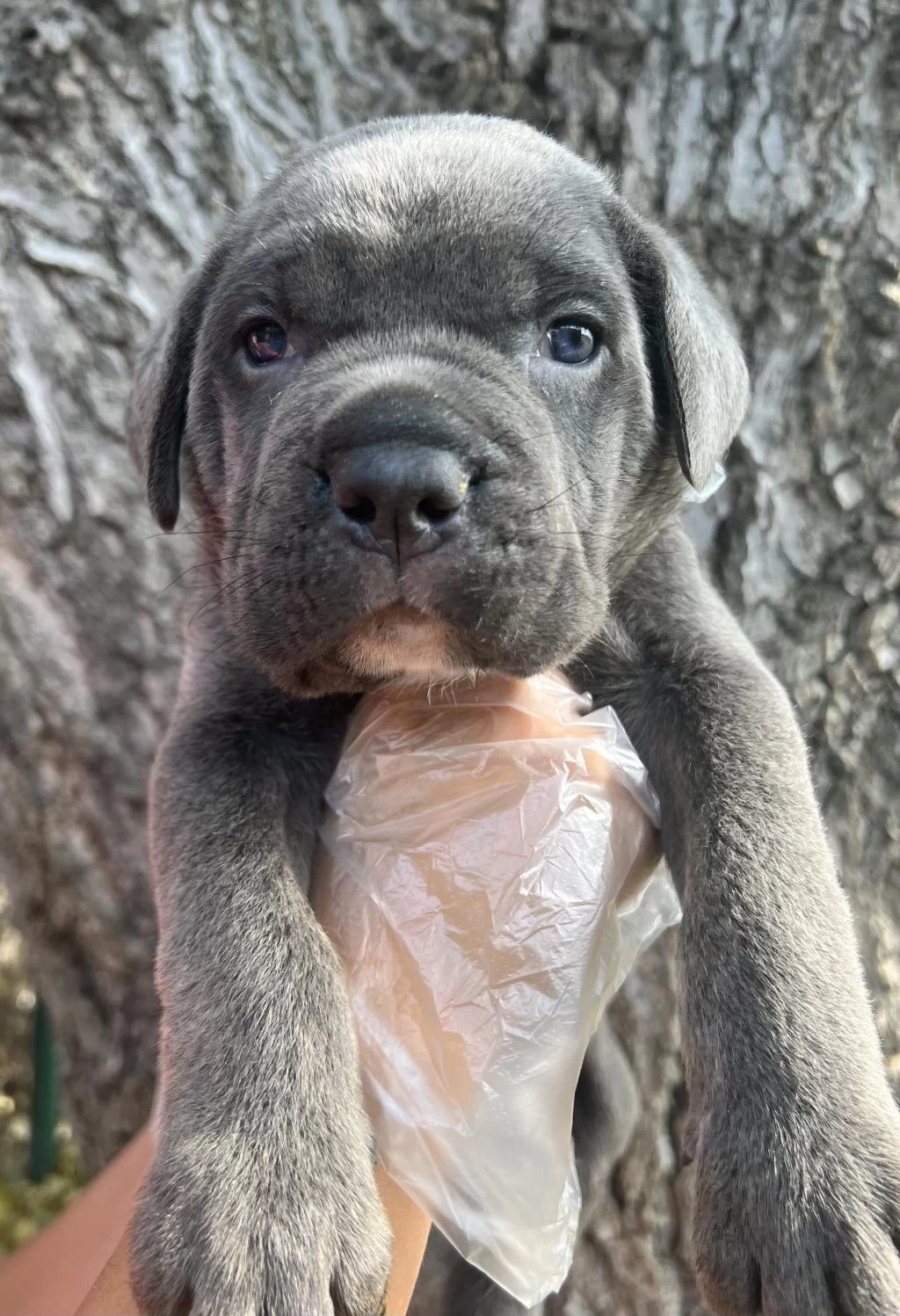 Üst Kalite Cane Corso Yavrular