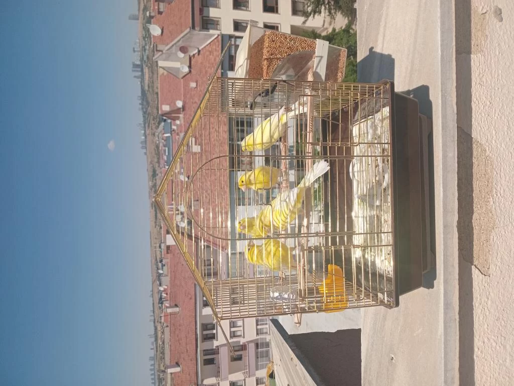 Orijinal Harz Roller Kanarya