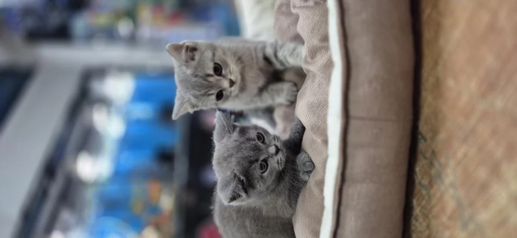 Orjinal British Shorthair Sağlıklı 2 Aylık Yavrular