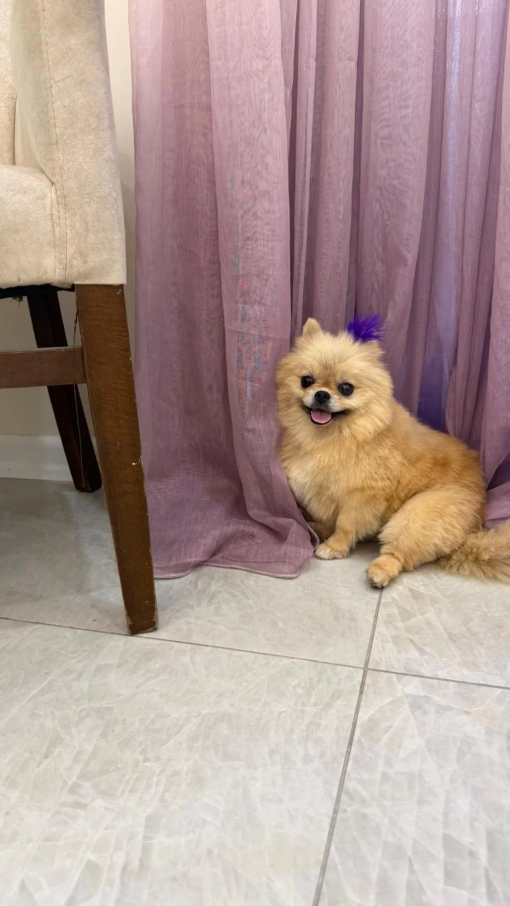 Pomeranian Show Class