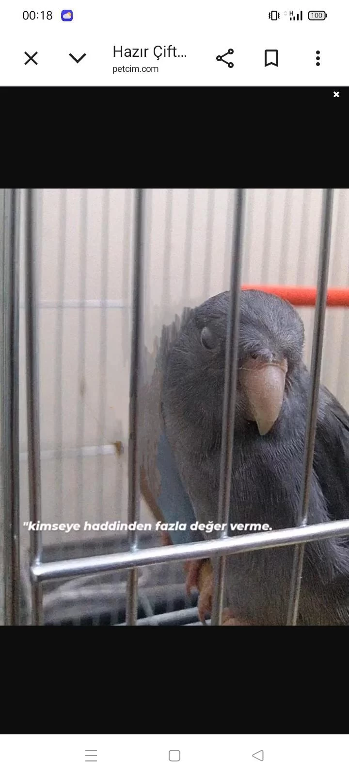 Sağlıklı Forpus Papağanları