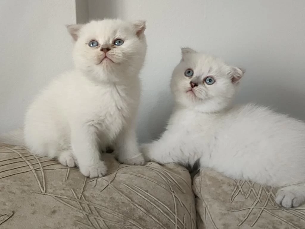 Sağlıklı Scottish Fold Yavru