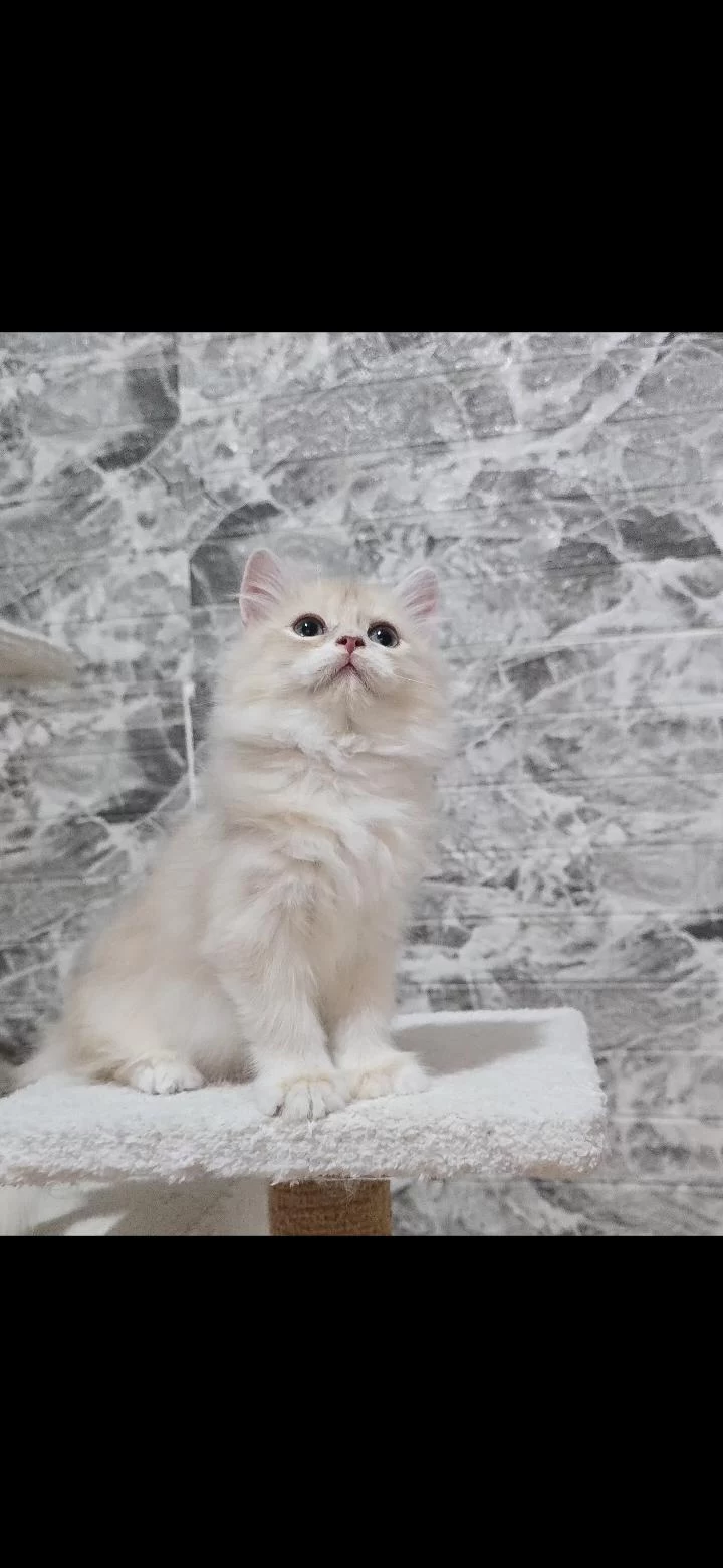 Orijinal Safkan British Longhair Erkek Yavru