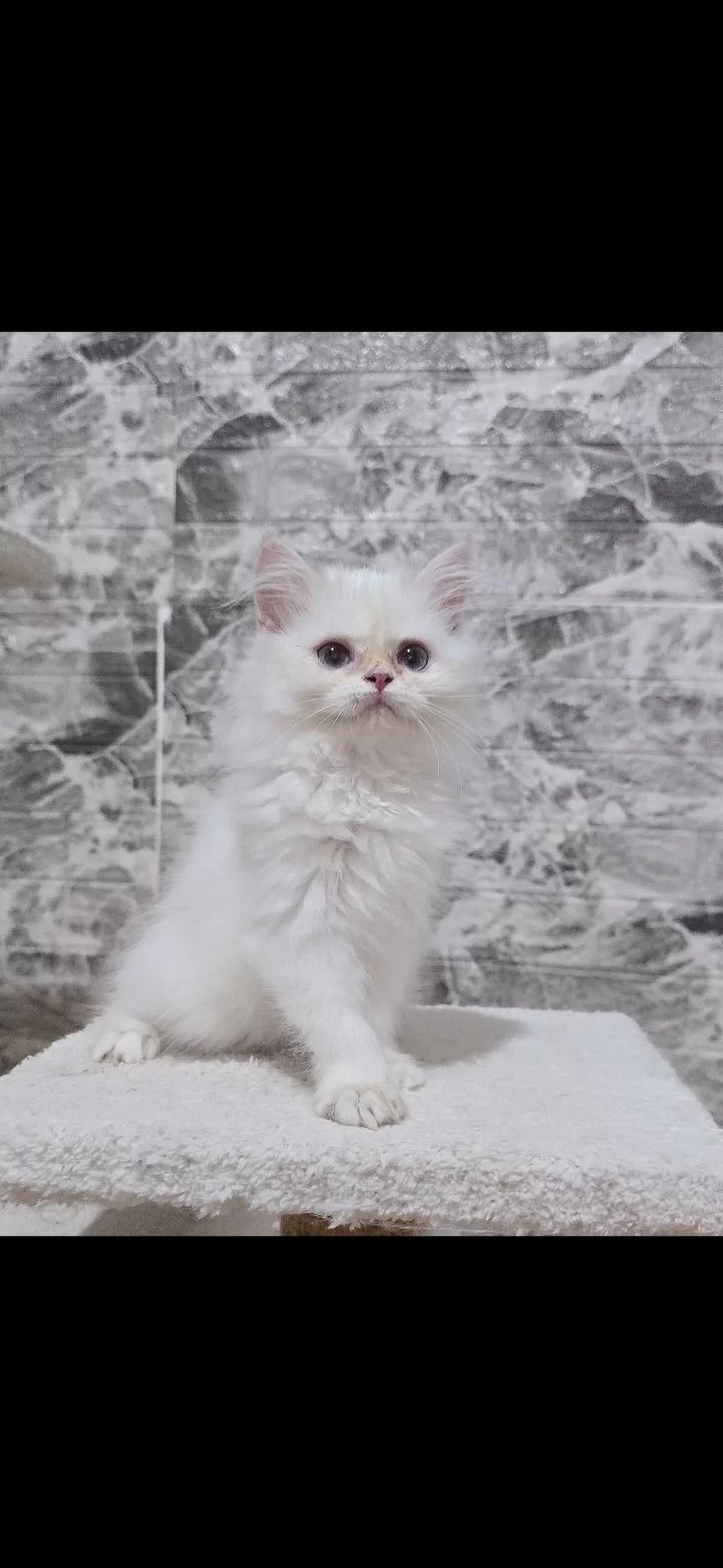 Orijinal Safkan British Longhair Dişi Yavru